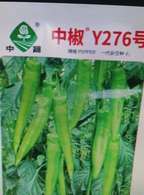 中蔬Y276辣椒种子大田基地早熟黄绿皮椒味较辣羊角椒尖椒蔬菜籽