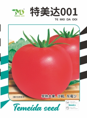 越冬早春口感番茄种子陕西金棚种业特美达001早熟沙瓤大果