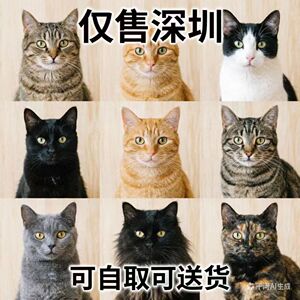 深圳本地宠物猫活体自取OR配送
