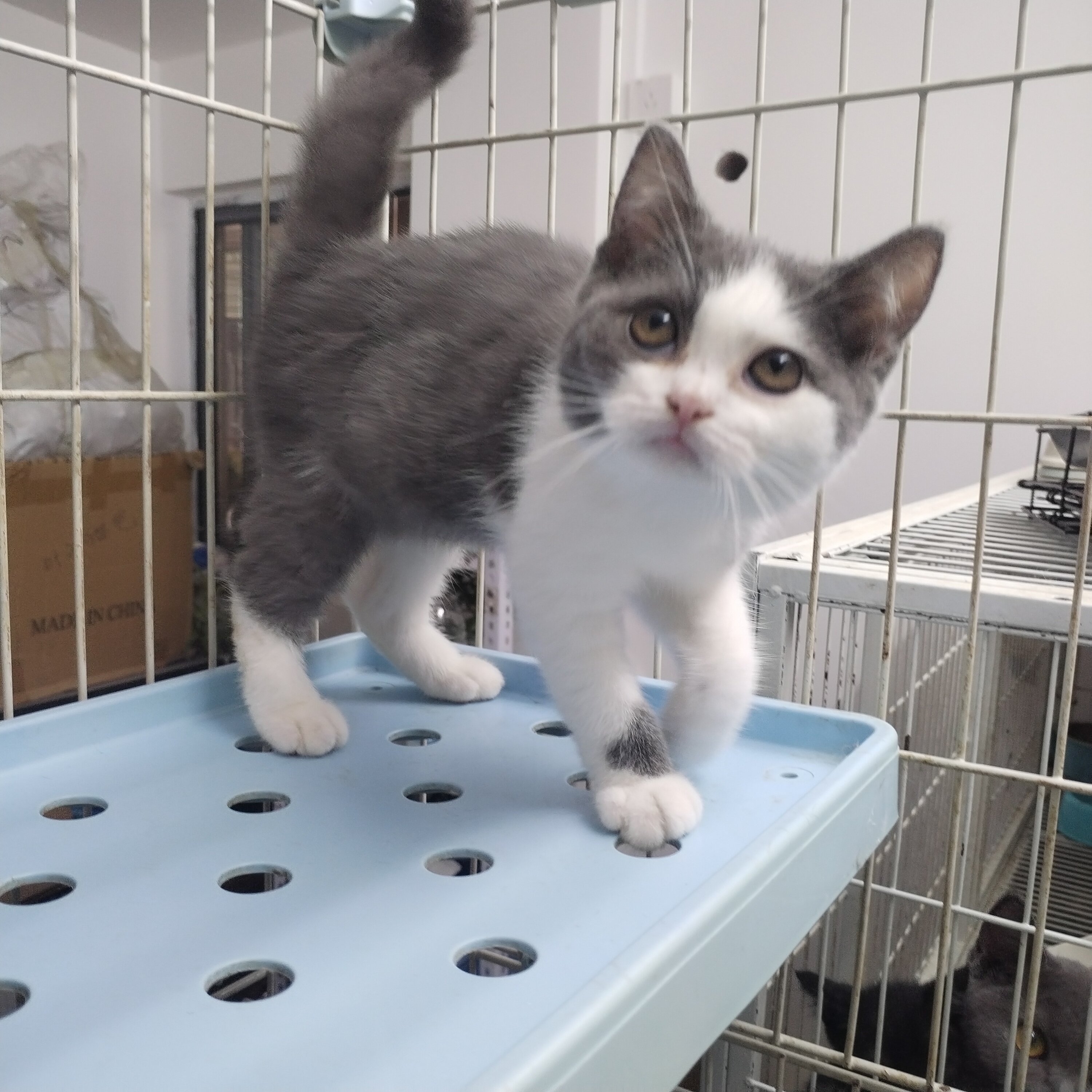 【仅售深圳】英短蓝白蓝猫 英国短毛猫 3个月 猫咪 可自提可送货