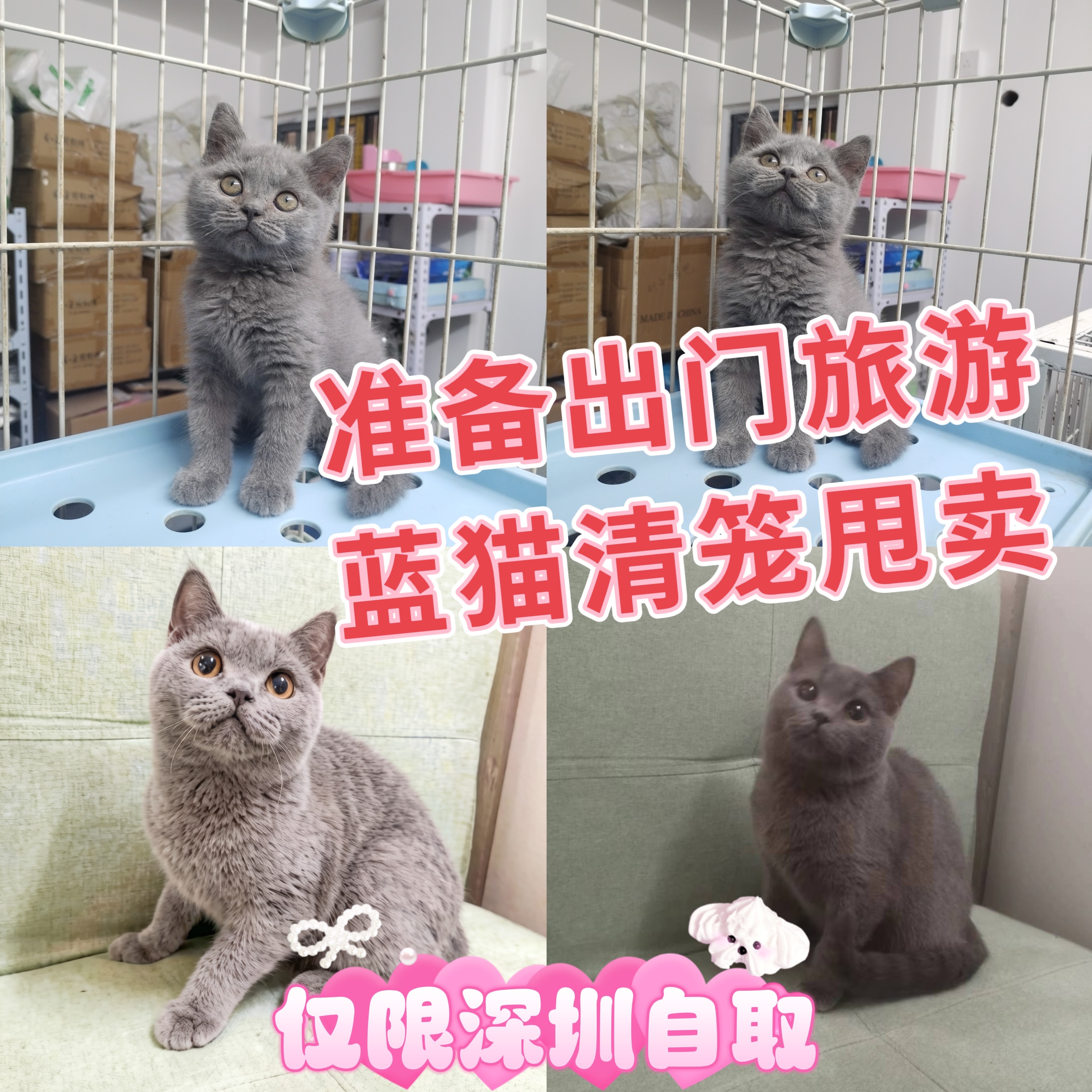 英短蓝猫宠物深圳可自取or配送