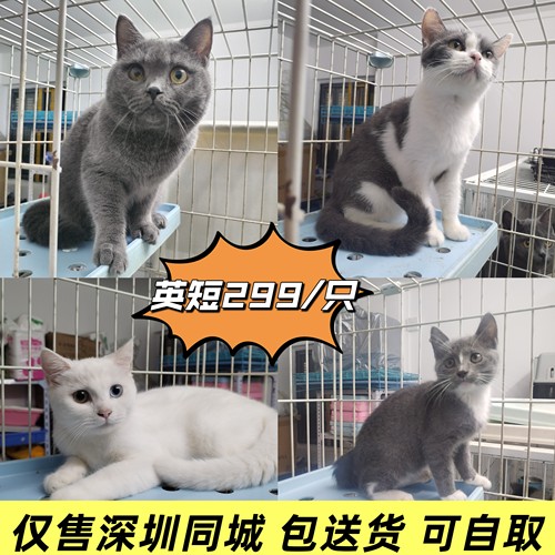深圳本地宠物猫活体自取OR配送