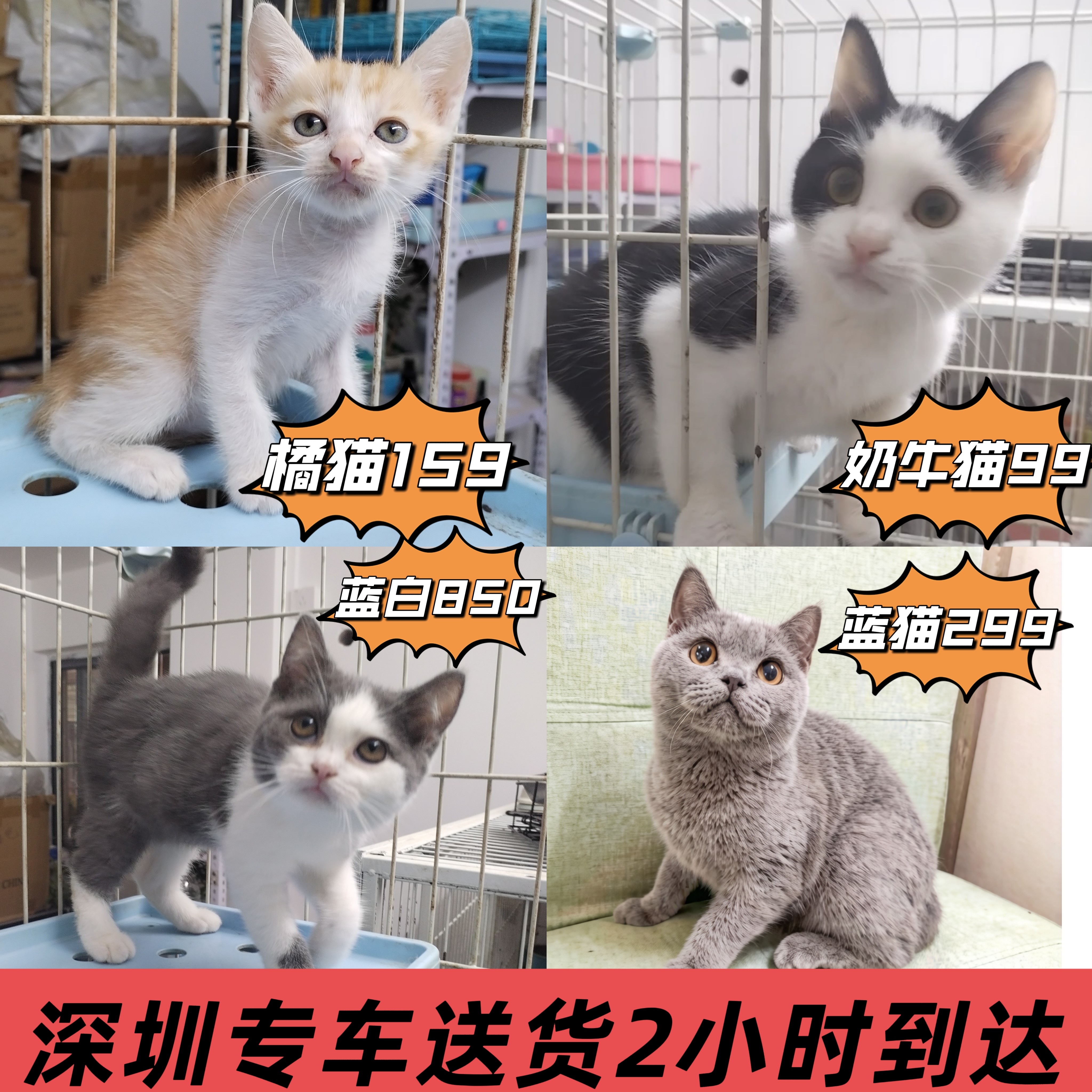深圳本地宠物猫活体自取OR配送