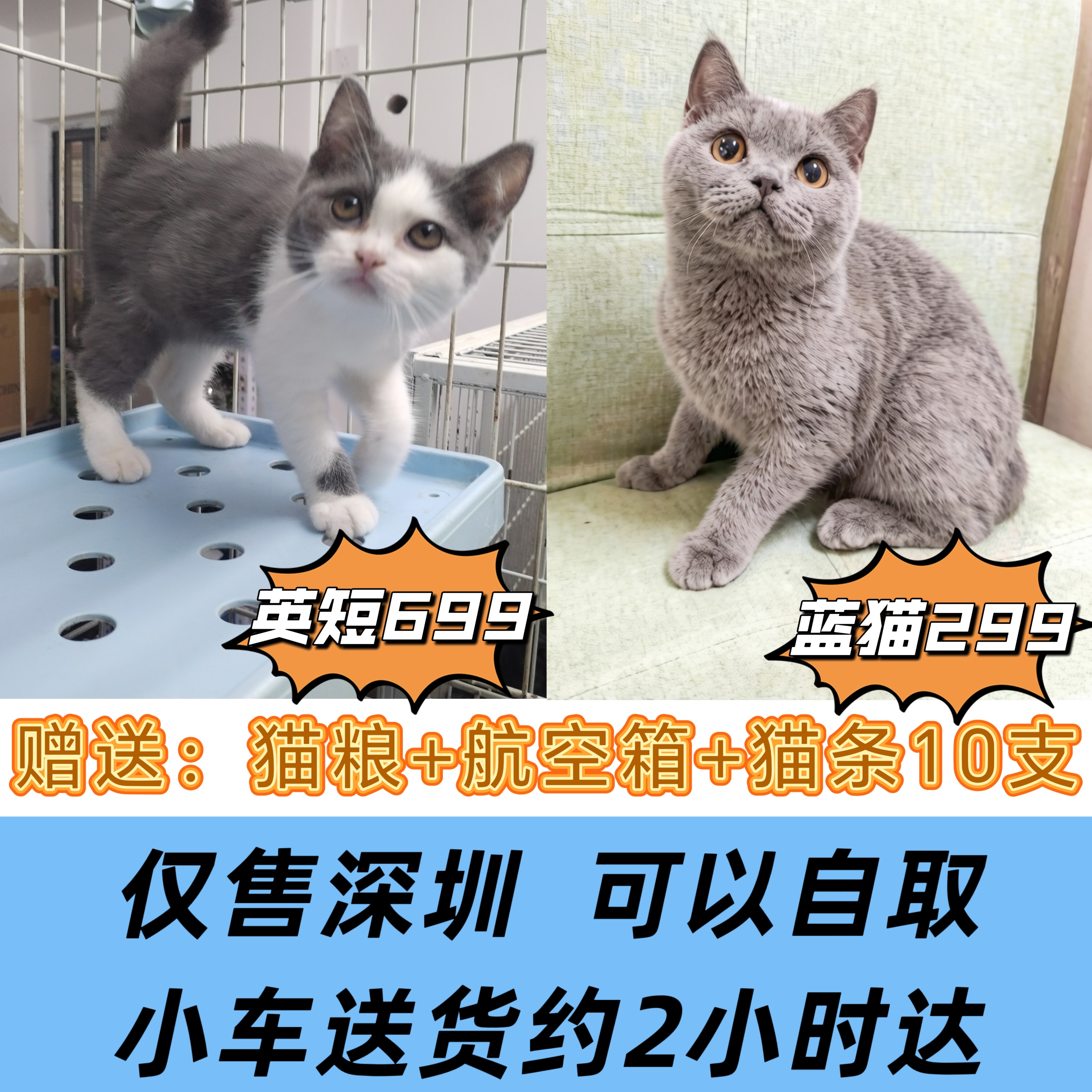 深圳本地宠物猫活体自取OR配送