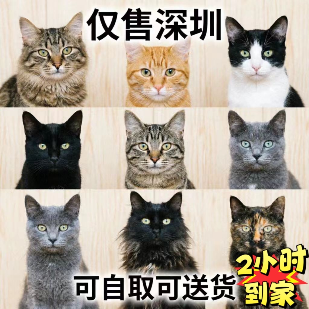 深圳本地宠物猫活体自取OR配送