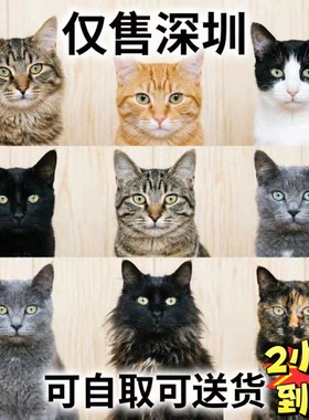 深圳本地宠物猫活体自取OR配送