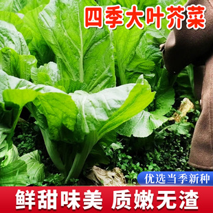 大叶芥菜种籽宽叶肉厚芥菜籽酸菜种高产春秋四季阳台盆栽蔬菜种孑