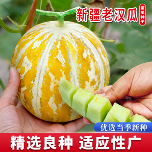 新疆老汉瓜种子老品种其里甘哈密瓜种籽春秋播仅西北特色水果种孑