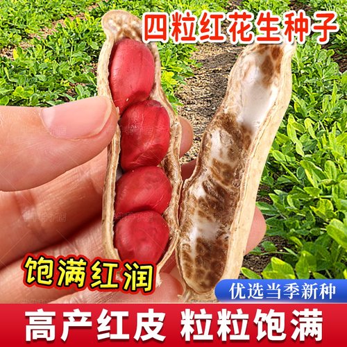 山东四粒红花生种子春秋高产红皮