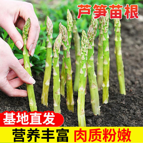 芦笋种子阳台根苗农家蔬菜种籽