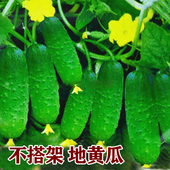 满地爬水果黄瓜种籽旱黄瓜种子苗不搭架盆栽阳台春季 蔬菜孑 夏四季