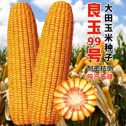 大田玉米种子良玉99玉米种孑高产郑单958饲料玉米种籽万盛68大全