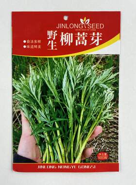 野生柳蒿芽种子东北柳蒿菜种籽春秋四季阳台盆栽耐寒野菜蔬菜种孑
