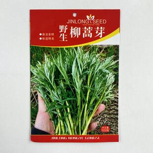 野生柳蒿芽种子东北柳蒿菜种籽春秋四季阳台盆栽耐寒野菜蔬菜种孑