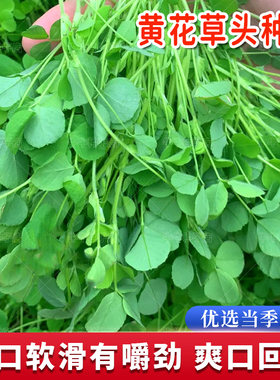 鲜嫩大叶黄花草头种子
