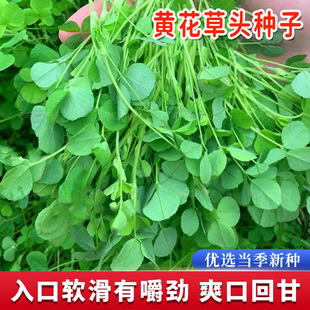 鲜嫩大叶黄花草头种子多次采收上海农家金花菜种孑阳台盆栽蔬菜籽