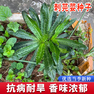 山野香菜种子芫荽菜孑刺芹种春秋四季阳台盆栽大香菜种籽缅甸蔬菜