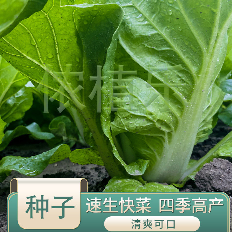 四季快菜种子苗大白菜小白菜种籽春秋四季阳台耐热寒蔬菜青菜种孑