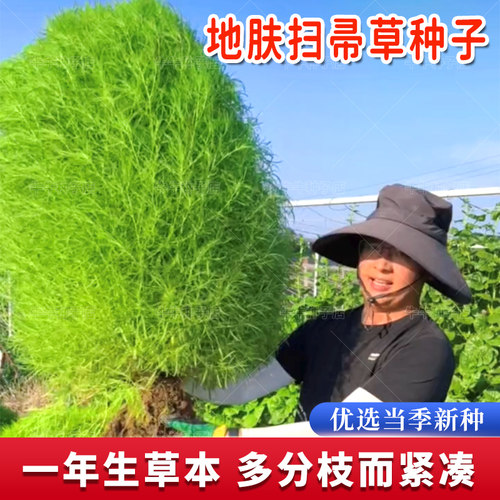 绿叶地肤草种子园林景观花海扫帚