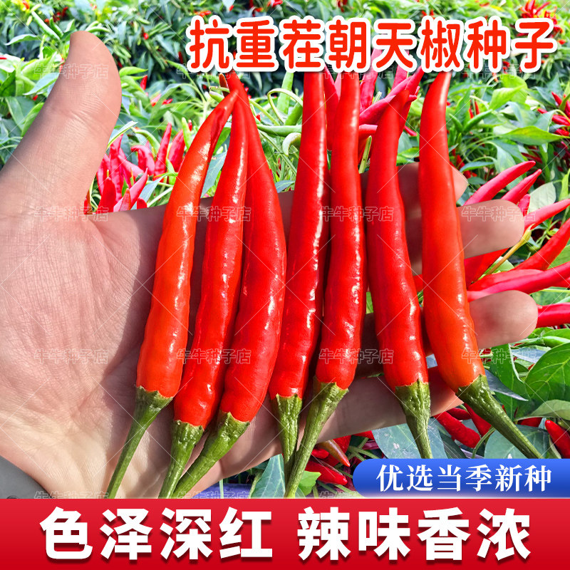 朝天椒辣椒种子高产簇生小米椒种籽春夏秋四季阳台盆栽庭院蔬菜孑,鲜花速递/花卉仿真/绿植园艺,家庭园艺种子,淘宝优惠券,粉丝福利购,淘宝优惠卷