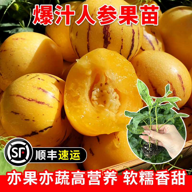 超甜人参果苗子奶香人叁果秧苗春秋四季阳台盆栽南方水果种苗现挖