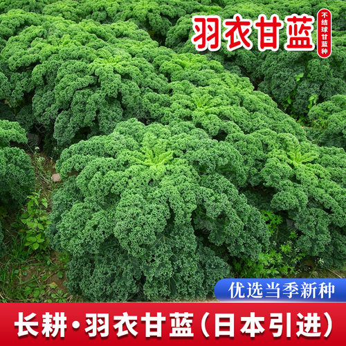 荷兰进口羽衣甘蓝种子日本引进羽衣甘蓝种籽春秋四季羽麒麟蔬菜孑