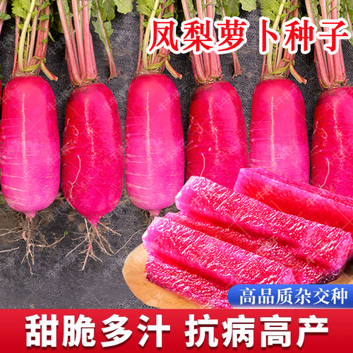 凤梨萝卜红皮水果萝卜种子四季播