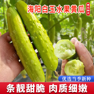 正宗海阳白玉黄瓜种子银白水果黄瓜种籽春秋四季阳台盆栽蔬菜种孑