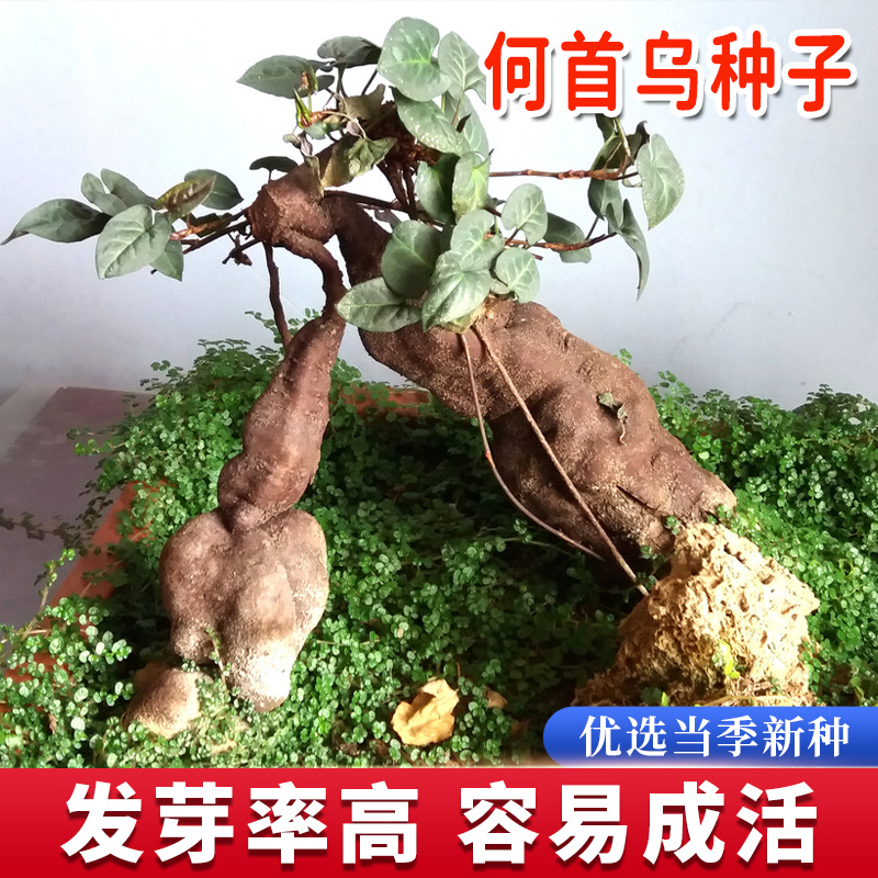 何首乌种子中草药种籽药用植物种子高产春秋四季阳台盆栽蔬菜种孑