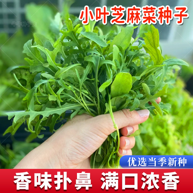 意大利小叶芝麻菜种子臭菜种籽盆栽春秋四季播沙拉蔬菜火箭菜种孑