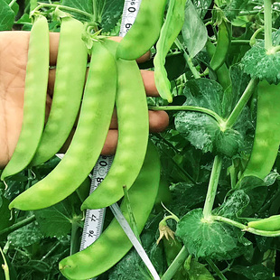 荷兰豆种子苗大荚型菜豆四季软双荚豌豆高产好种阳台盆栽豌豆种籽