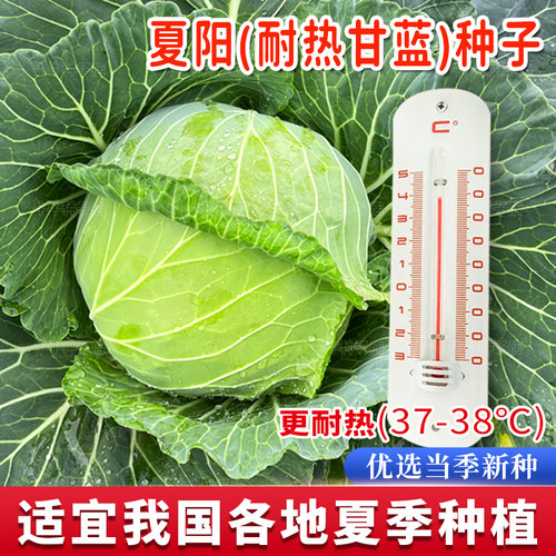 夏播甘蓝种子露天种耐热耐高温绿甘蓝包菜种籽四季播抗病耐裂种孑 - 封面