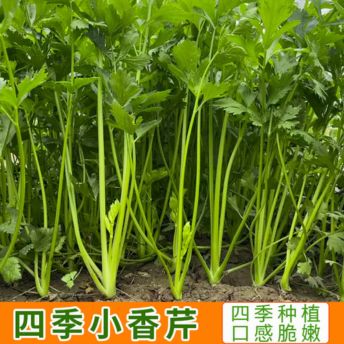 四季小香芹种子苗芹菜种籽农家水芹菜春季四季盆栽阳台蔬菜种孑 - 封面