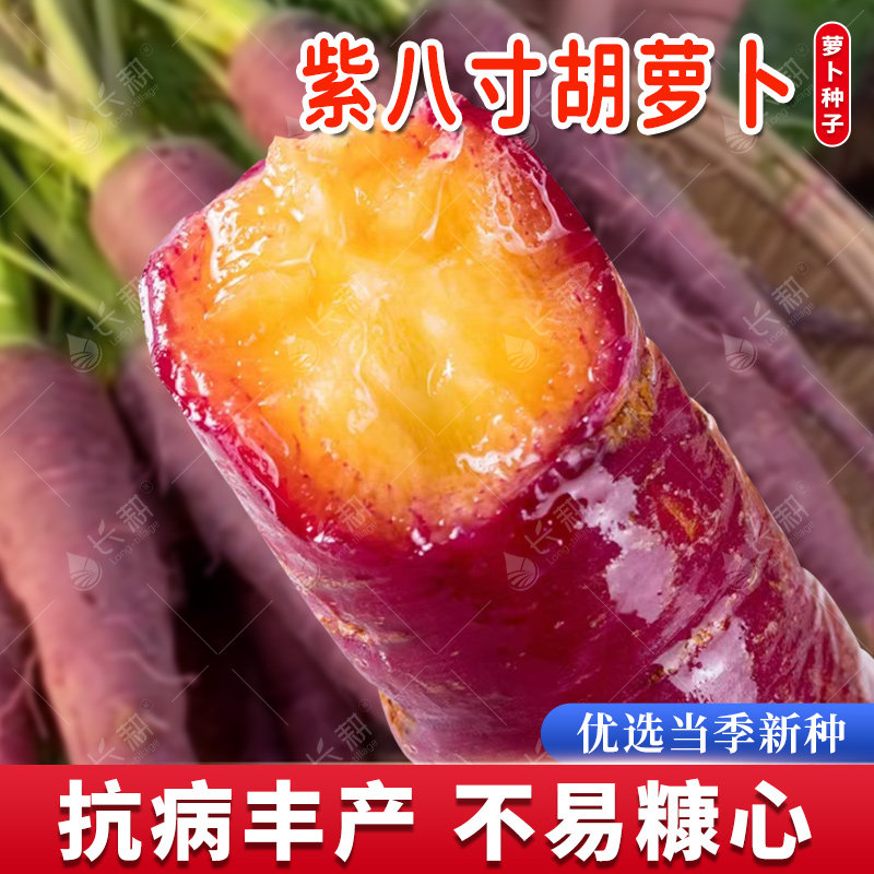 脆甜紫八寸胡萝卜种子水果紫皮萝卜种籽春秋四季阳台耐糠心萝卜孑