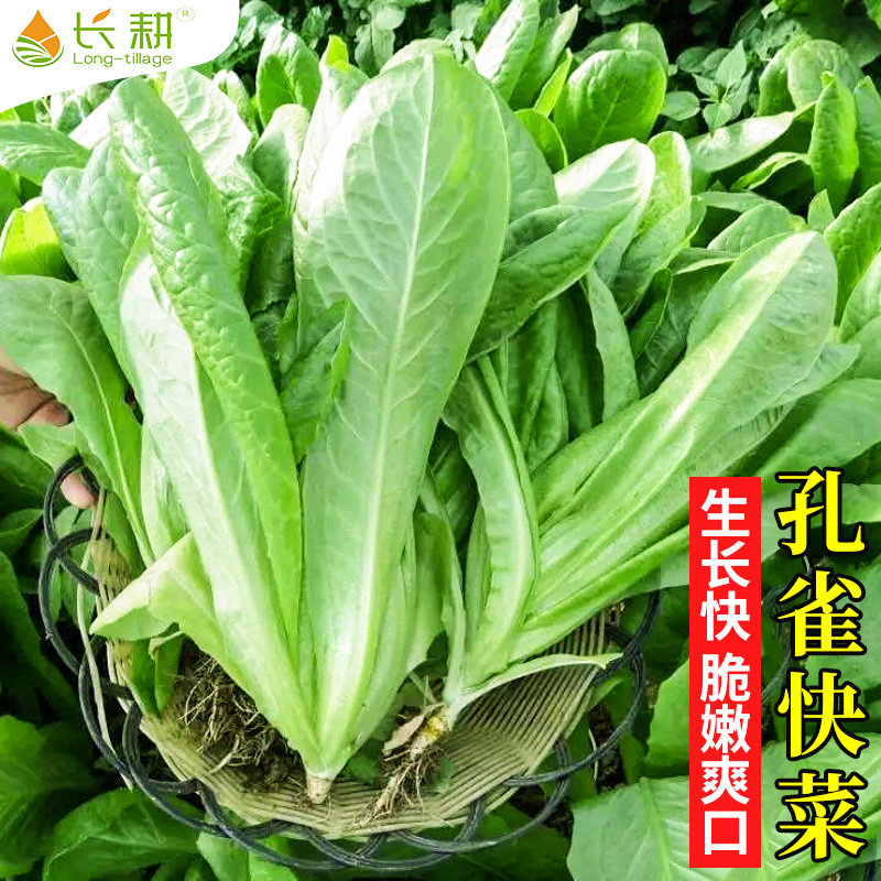 孔雀菜种子籽孔雀生菜种子水培四季孔雀菜籽农家阳台春秋蔬菜种孑,鲜花速递/花卉仿真/绿植园艺,家庭园艺种子,淘宝优惠券,粉丝福利购,淘宝优惠卷