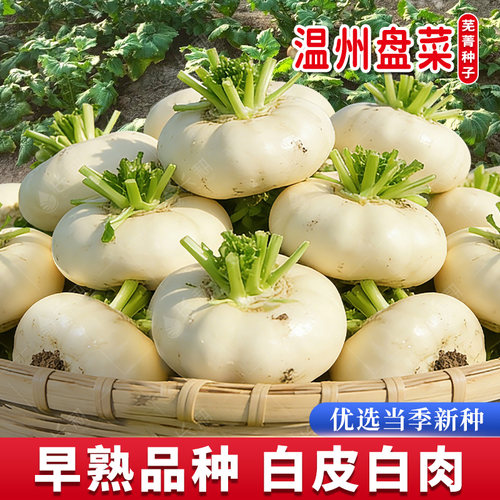 温州白玉盘菜种子早熟盘菜头种籽春秋四季浙江特菜腌制芥菜蔬菜孑