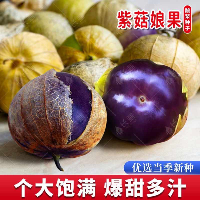 紫色菇娘果种子东北菇茑果种籽浆果姑娘野果春秋四季盆栽水果种孑