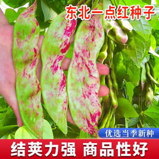 东北油豆角种籽种子一点红架豆高产油豆蔬菜种孑扁豆大宽四季芸豆