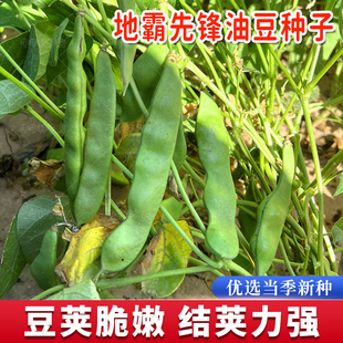 地霸先锋油豆种子油豆种籽豆角种子春秋四季菜豆种孑阳台蔬菜籽种