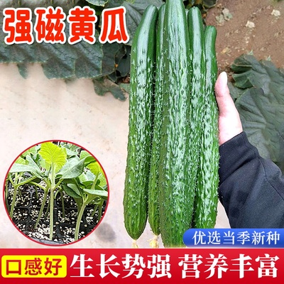 强雌黄瓜种孑四季高产