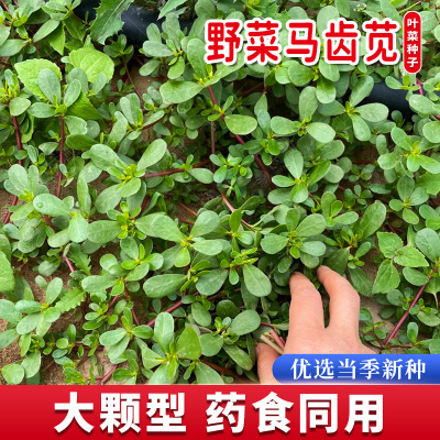 食用马齿苋种子野生瓜子菜种籽春夏秋四季阳台五星草叶菜蔬菜种孑