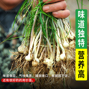 野菜小根蒜种子野韭葱野葱野蒜籽春四季阳台盆栽大脑瓜孑蔬菜种籽