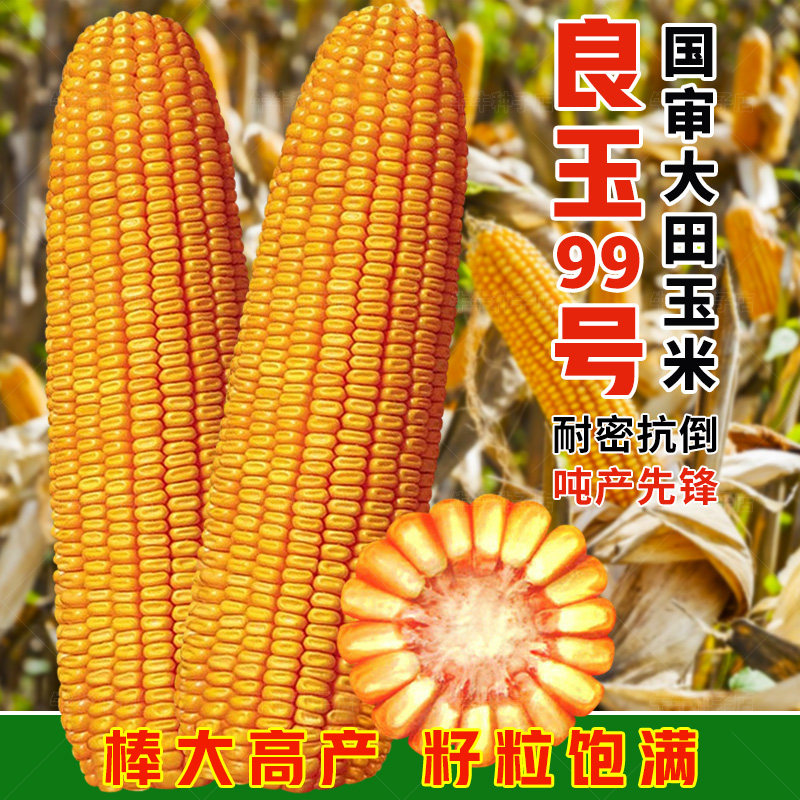 良玉99玉米种子山东登海饲料玉米种籽春秋高产大田国审玉苞米种孑