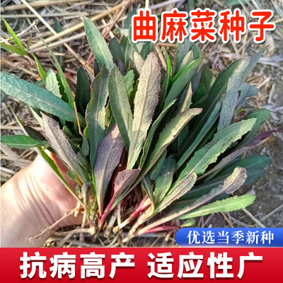 野生曲麻菜种子四季农家蔬菜籽种