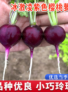 冰激凌樱桃萝卜种子阳台盆栽迷你紫色小萝卜种孑四季高产蔬菜种籽