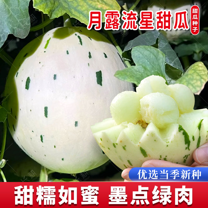 冰激凌流星蜜瓜种子月露流星甜瓜种籽春秋四季新疆哈密瓜水果种孑