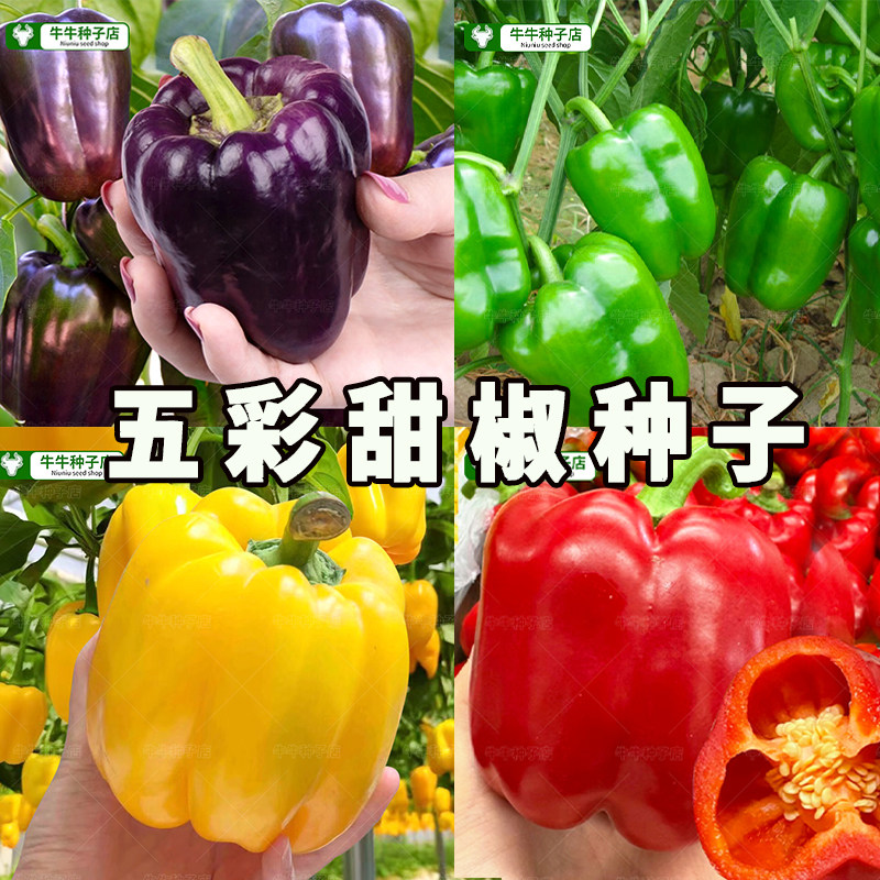 五彩甜椒辣椒种子大全高产四季播