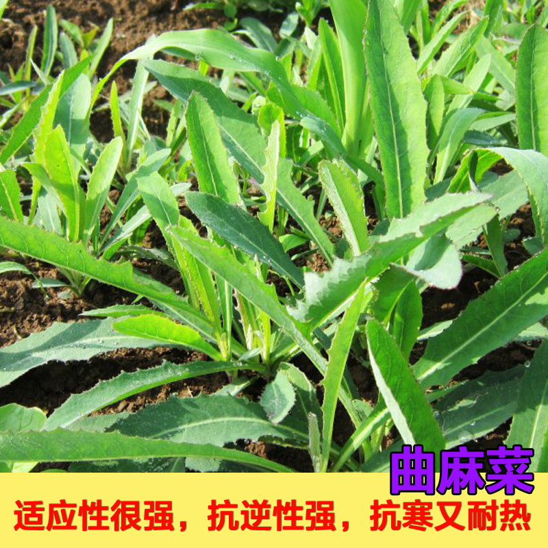 曲麻菜种子苦菜苣荬菜春季秋季四季野菜种子阳台盆栽曲麻菜种籽孑