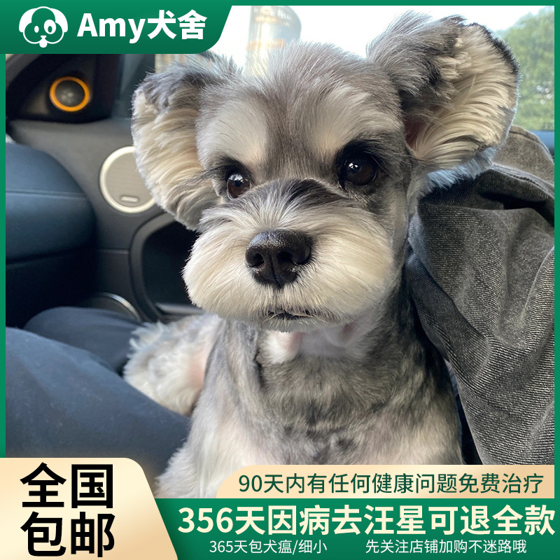 小体雪纳瑞幼犬狗狗活体椒盐迷你雪纳瑞犬纯种雪纳瑞宠物狗小型犬