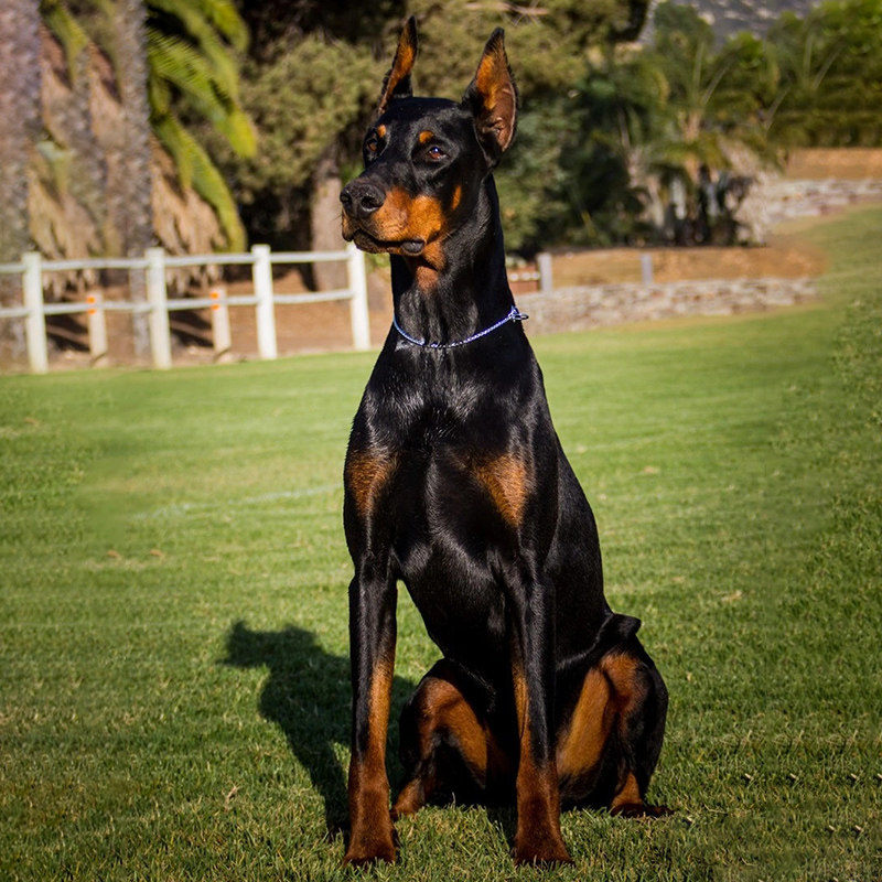 赛级杜宾犬幼犬纯种德系双血统美系杜宾护卫犬迷你杜宾犬宠物狗狗